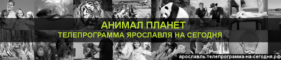 Телепрограмма на сегодня канала Анимал Планет, Ярославль